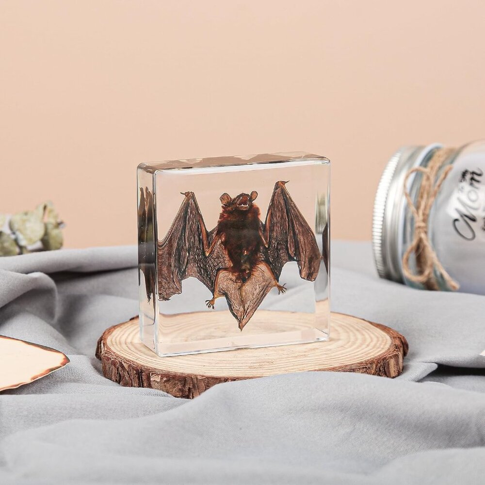 Real Bat Specimens,Taxidermy Bat Specimen in Resin for Science Classroom Science - Picture 7 of 7